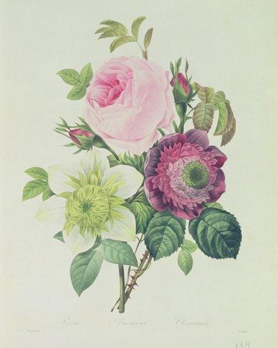 Rose, Anemone and Clematide, from 